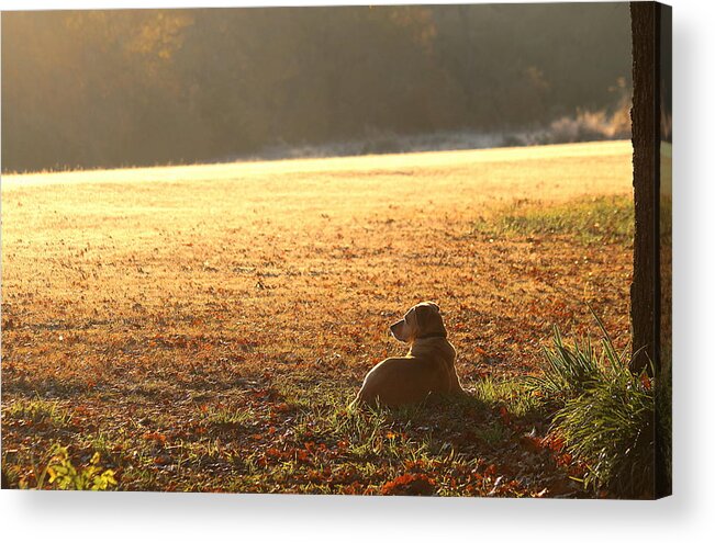 Animals Acrylic Print featuring the photograph The Guardian by Sheila Brown