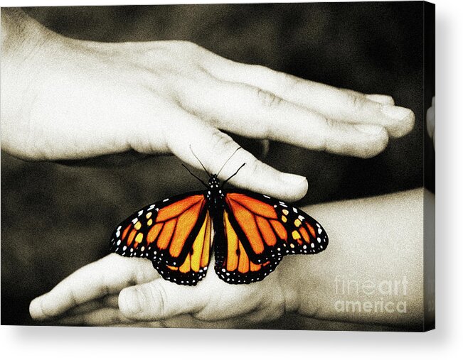 Monarch Butterfly Acrylic Print featuring the photograph The Hands And The Butterfly by Andee Design