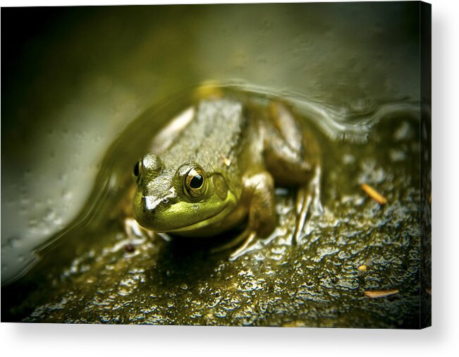 The Happy Frog Acrylic Print featuring the photograph The Happy Frog by Kamil Swiatek