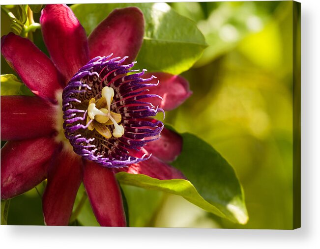 Alien Acrylic Print featuring the photograph The Heart of a Passion Fruit Flower by Andres Leon