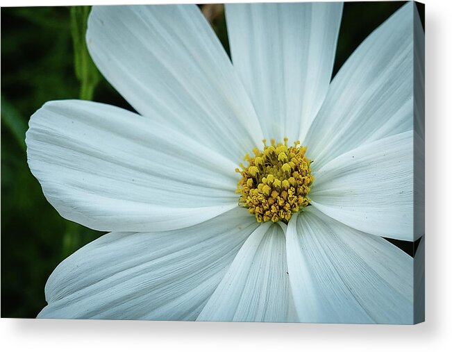 Daisies Acrylic Print featuring the photograph The Heart of the Daisy by Monte Stevens