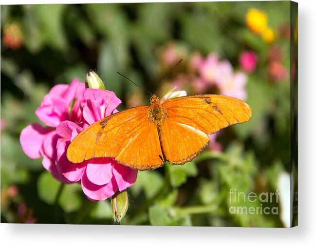 Orange Acrylic Print featuring the photograph The Julia by Kelly Holm