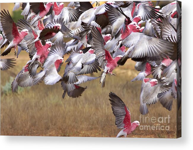Flock Galahs Taking Off Australian Fauna Birds Wildlife Take Aerial Mass Acrylic Print featuring the photograph The Last One in the Air by Bill Robinson