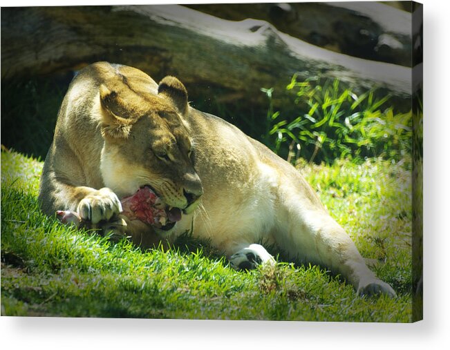 Lion Acrylic Print featuring the photograph The Lion Eats Today by Richard Henne