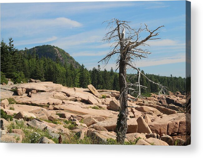 Acadia National Park Acrylic Print featuring the photograph The Lone Tree by Living Color Photography Lorraine Lynch