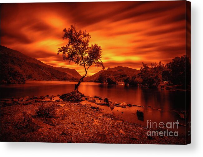 Llyn Padarn Acrylic Print featuring the photograph The lonely tree at Llyn Padarn lake - Part 3 by Mariusz Talarek
