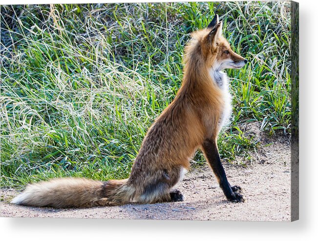 Red Fox Acrylic Print featuring the photograph The Lookout by Mindy Musick King