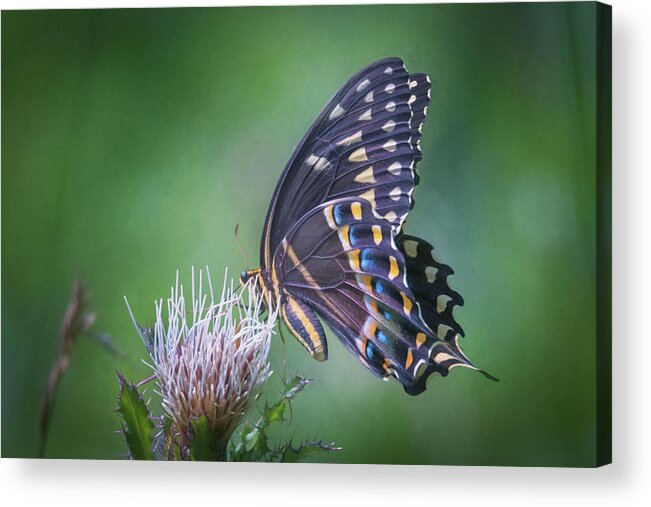 Photograph Acrylic Print featuring the photograph The Mattamuskeet Butterfly by Cindy Lark Hartman