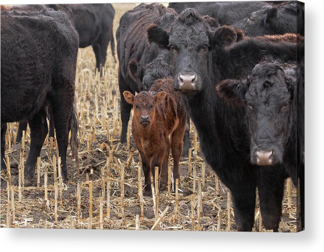 Cows Acrylic Print featuring the photograph The Moms and Me by Susan Rissi Tregoning