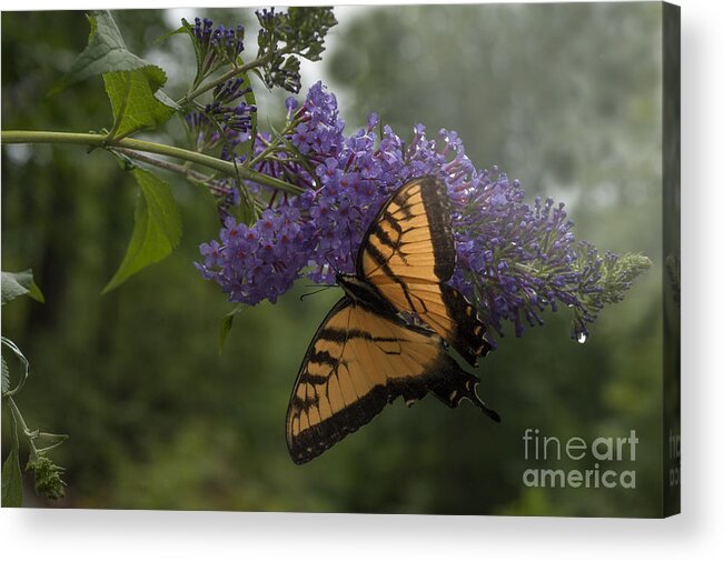 Tiger Swallowtail Acrylic Print featuring the photograph Tiger Swallowtail butterfly by Dan Friend