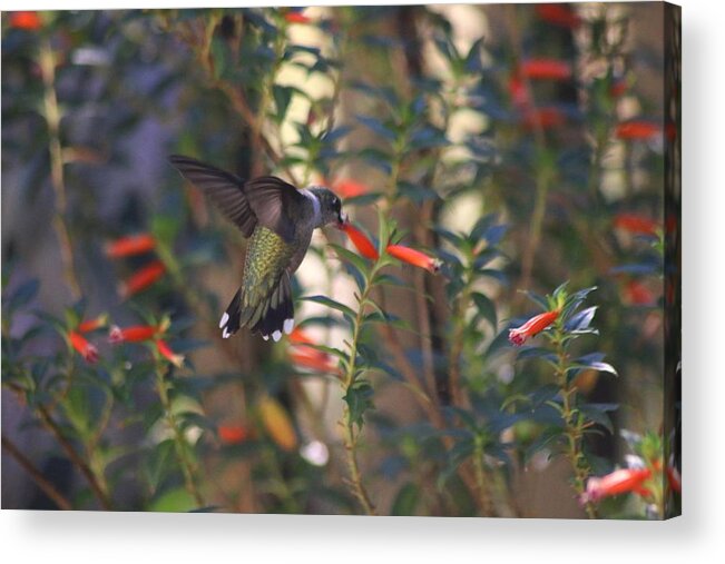 Hummingbird Acrylic Print featuring the photograph The Morning Whisper by Living Color Photography Lorraine Lynch