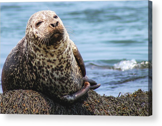 Seal Acrylic Print featuring the photograph The Most Interesting Seal by Holly Ross