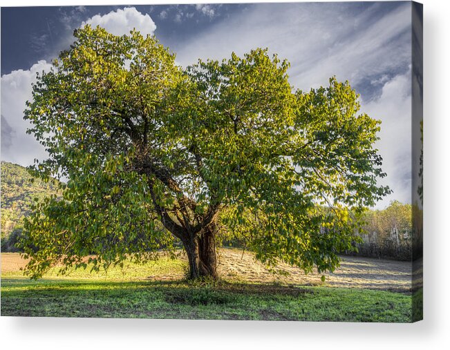 Appalachia Acrylic Print featuring the photograph The Mulberry Tree by Debra and Dave Vanderlaan