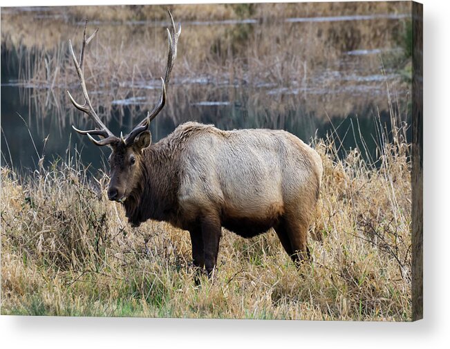 Elk Acrylic Print featuring the photograph The Old Bull by Steven Clark