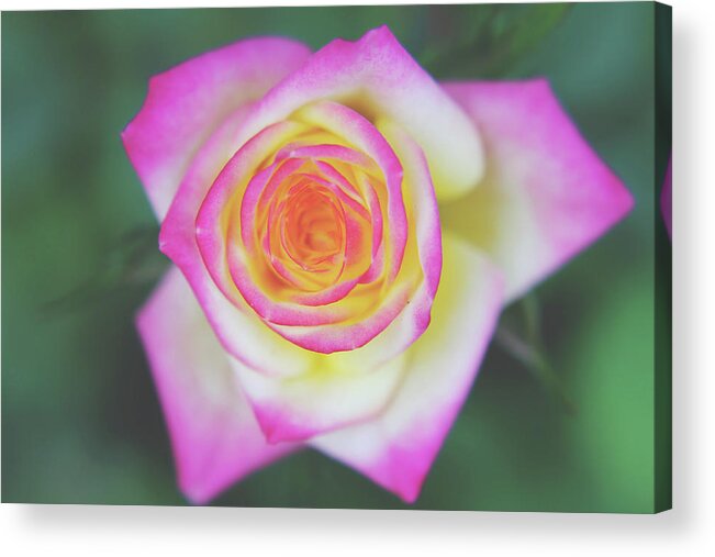 Roses Acrylic Print featuring the photograph The One That You Love by Laurie Search