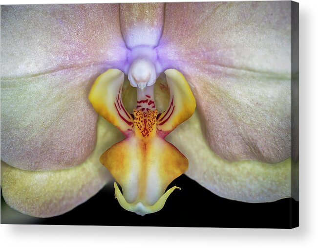 Orchid Acrylic Print featuring the photograph The Orchid by The Flying Photographer