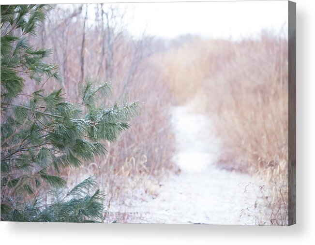 Pine Needles Tree Trees Snow Snowy Snowing Winter Cold Moody Path Outside Outdoors Nature Natural Newengland New England Ma Mass Massachusetts Plum Island Reservation Ice Icy Landscape Acrylic Print featuring the photograph The Path Untraveled by Brian Hale