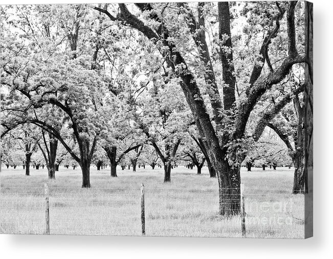 Orchard Acrylic Print featuring the photograph The Pecan Orchard - BW by Scott Pellegrin