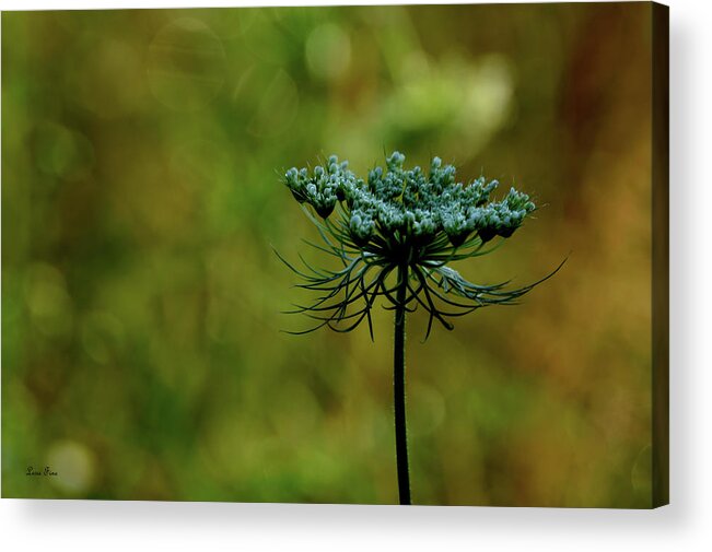 Queen Annes Lace Acrylic Print featuring the photograph The Queen Has Arrived by Lesa Fine