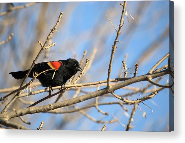 Agelaius Acrylic Print featuring the photograph The Red Wing by Bonfire Photography