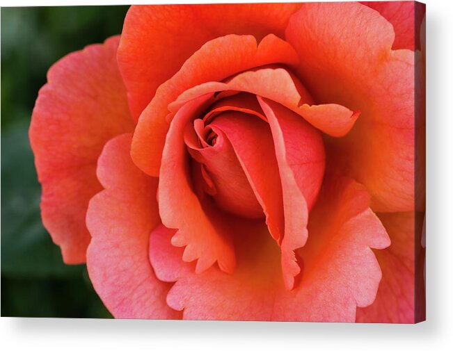 Flowers Acrylic Print featuring the photograph The Rose by Steven Clark