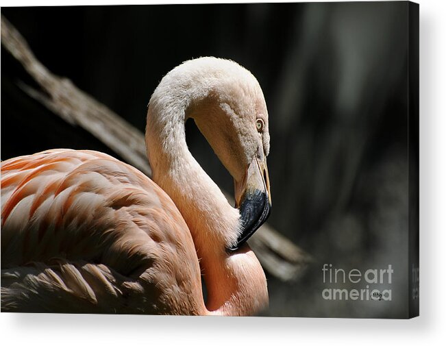 Flamingo Acrylic Print featuring the photograph The Sacred Old Flamingoes by Lois Bryan