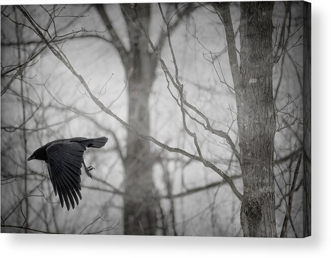Crow Acrylic Print featuring the photograph The Sentinel by Angie Rea