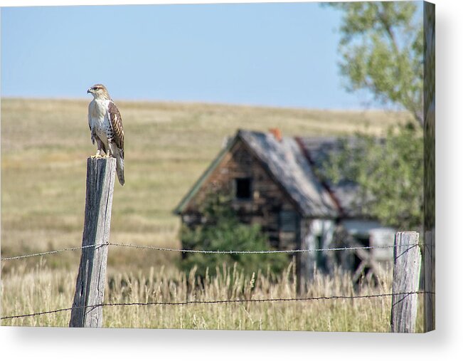 Hawk Acrylic Print featuring the photograph The Sentinel by Fiskr Larsen