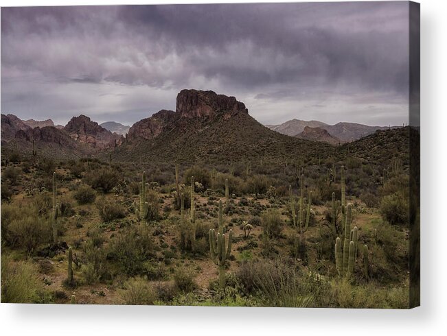 Arizona Acrylic Print featuring the photograph The Sentinels of the Sonoran Desert by Saija Lehtonen