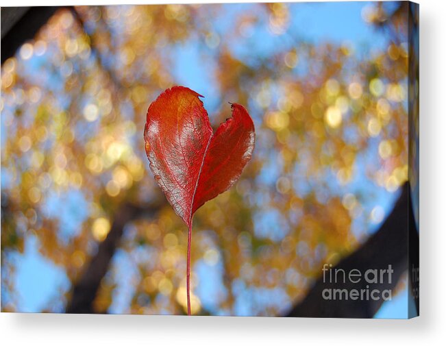Heart Acrylic Print featuring the photograph The Splendor of Fall by Debra Thompson