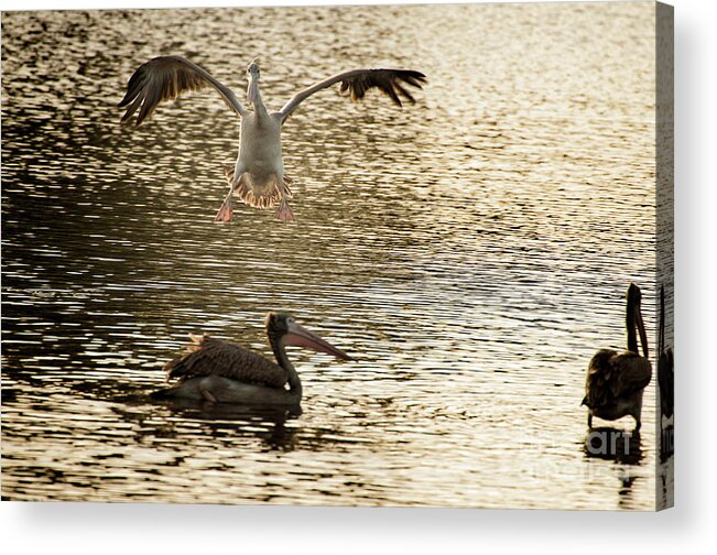 Yala National Park Acrylic Print featuring the photograph The spot-billed pelican or grey pelican Pelecanus philippensis by Venura Herath