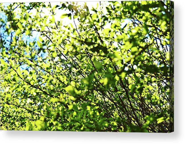 The Acrylic Print featuring the photograph The Spring Matters by Tinto Designs