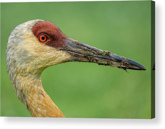 Eye Acrylic Print featuring the photograph The Stare by Brad Bellisle