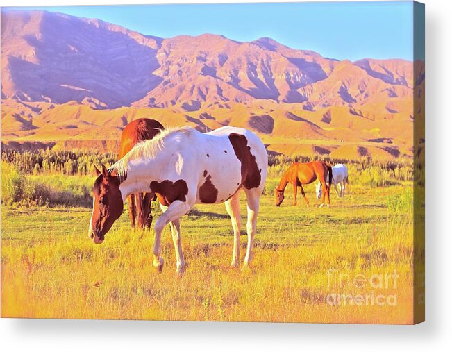Horse Acrylic Print featuring the photograph 'The Sundowners' by Gus McCrea