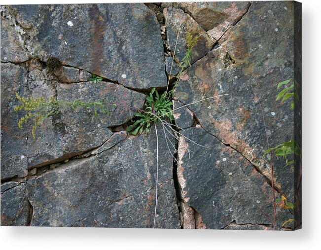 Granite Acrylic Print featuring the photograph The Tenant by Richard De Wolfe