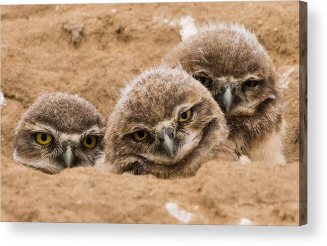 Burrowing Owl Acrylic Print featuring the photograph The Three Amigos by Mindy Musick King