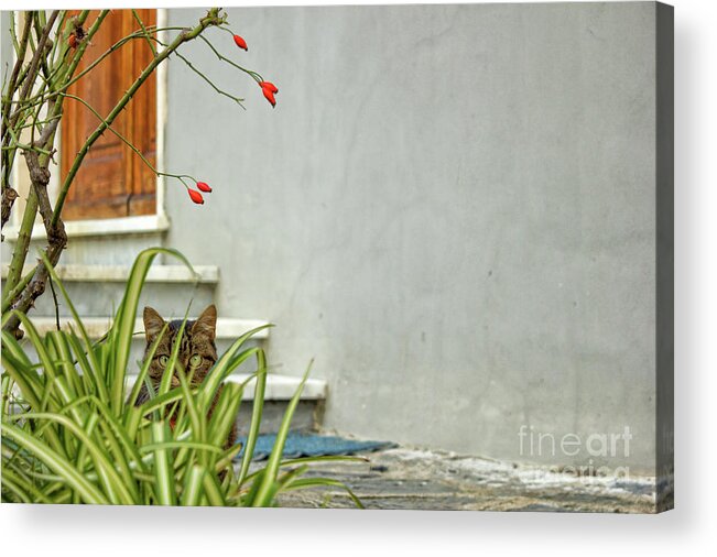 Cat Acrylic Print featuring the photograph The Tiny Predator by Becqi Sherman
