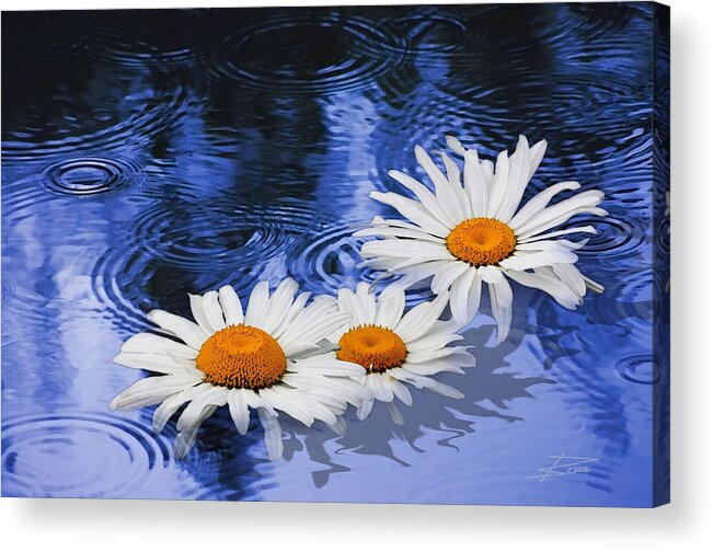 Daisies Acrylic Print featuring the photograph The Touch of Summer Rain by Barbara White