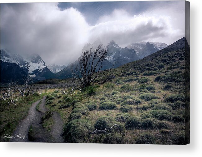 Wind Acrylic Print featuring the photograph The Tree in the Wind by Andrew Matwijec