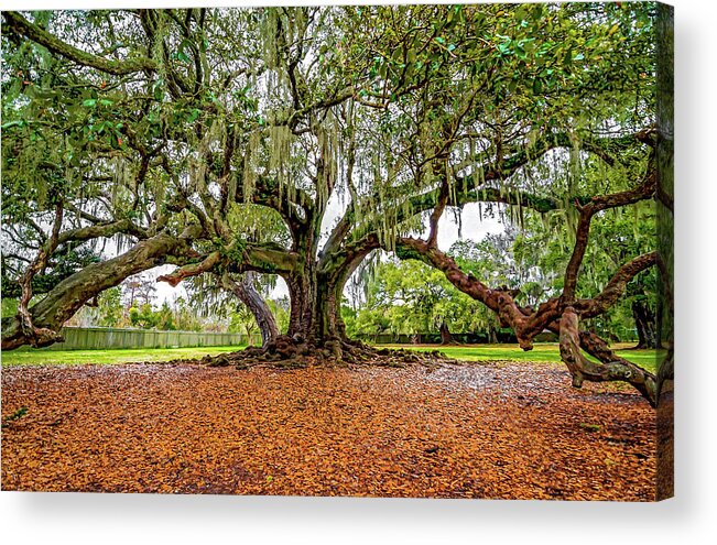 New Orleans Acrylic Print featuring the photograph The Tree of Life by Steve Harrington