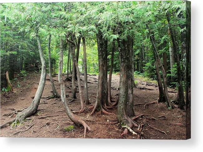 Trees Acrylic Print featuring the photograph The trees are alive by John Olson