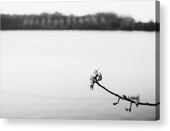Black Acrylic Print featuring the photograph The Twig by Marcus Karlsson Sall
