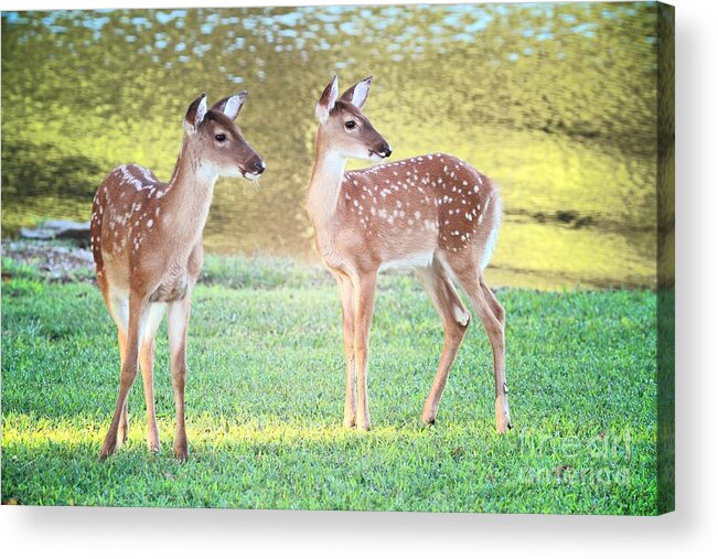 Deer Acrylic Print featuring the photograph The Twins by Geraldine DeBoer