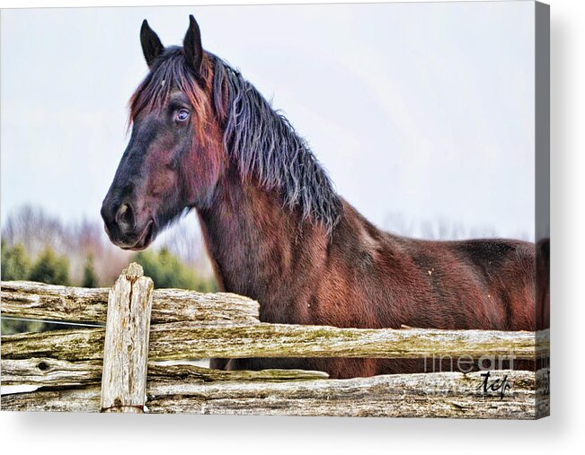 Horse Acrylic Print featuring the photograph The Watcher by Traci Cottingham
