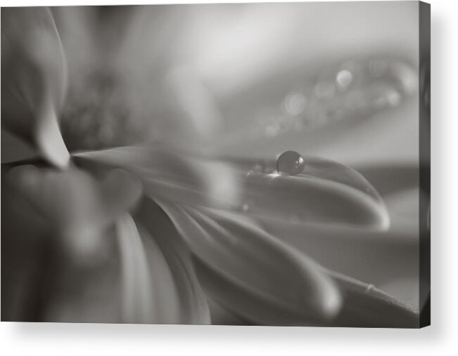 Flowers Acrylic Print featuring the photograph The Way Your Eyes Sparkle by Laurie Search