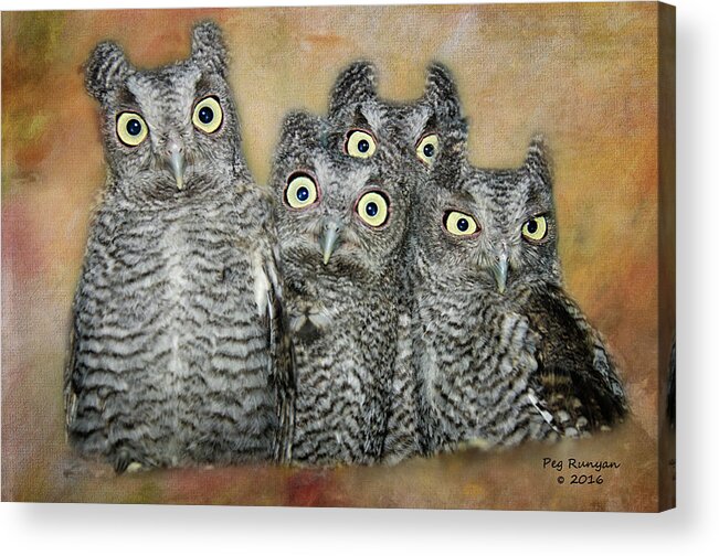 Screech Owls Acrylic Print featuring the photograph The Who by Peg Runyan