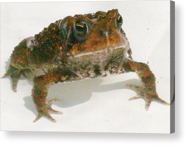 Photography Acrylic Print featuring the digital art The Whole Toad by Barbara S Nickerson