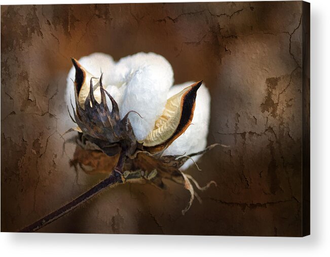 Cotton Acrylic Print featuring the photograph Them Cotton Bolls by Kathy Clark