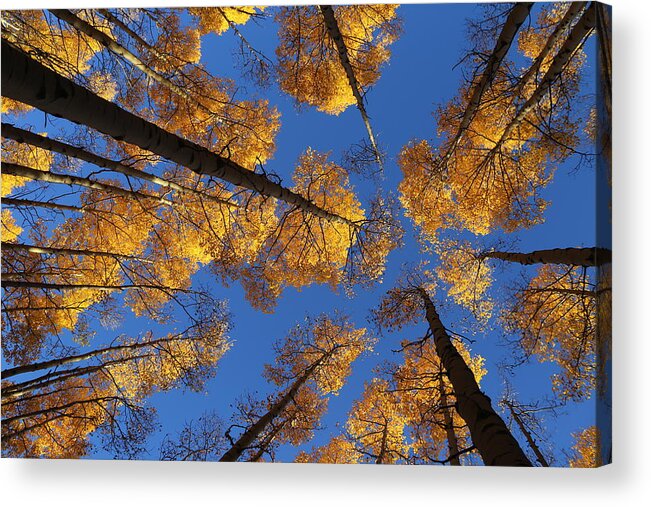 Aspen Foliage Acrylic Print featuring the photograph There is Gold Above by Tammy Pool