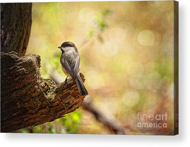 Bird Acrylic Print featuring the photograph Thinking of Spring by Lois Bryan